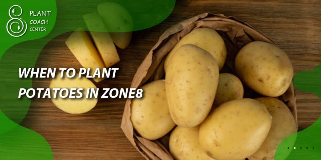 When to Plant Potatoes in Zone 8b