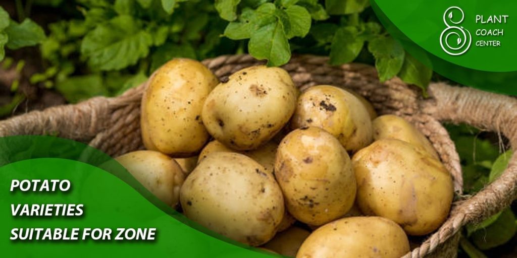 Potato Varieties Suitable for Zone 8b