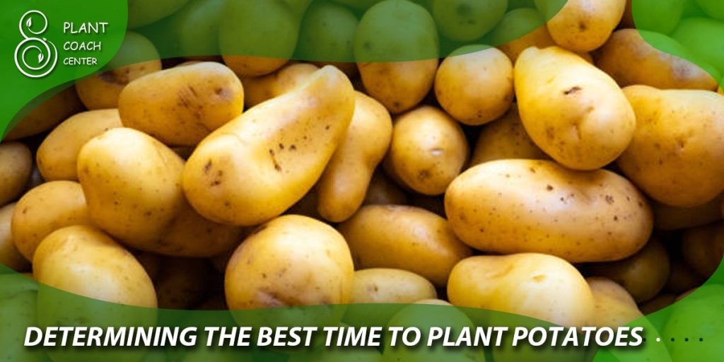 Determining the Best Time to Plant Potatoes