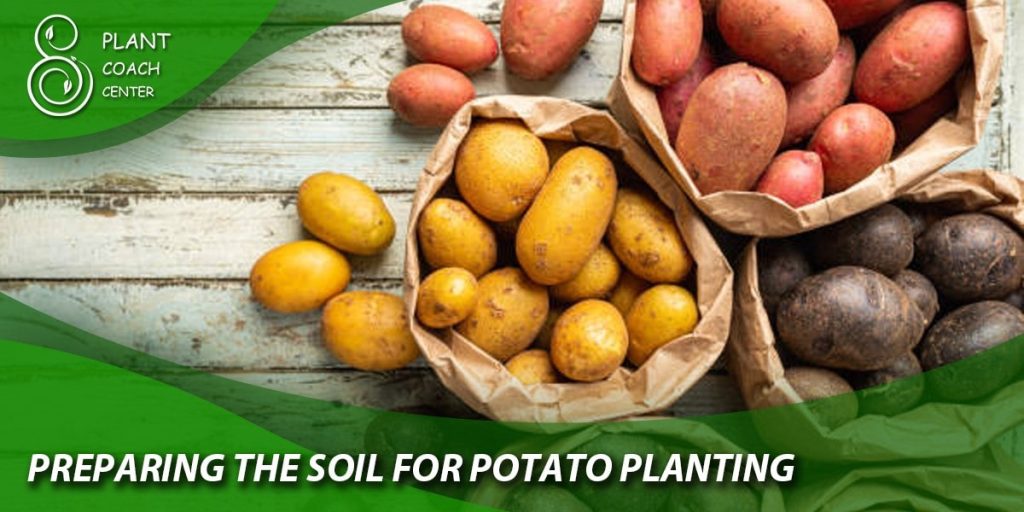 Preparing the Soil for Potato Planting
