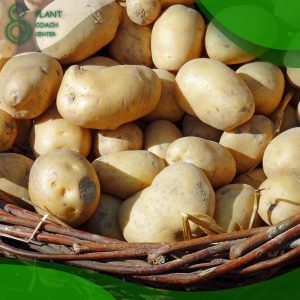 When to Plant Potatoes in Zone 9