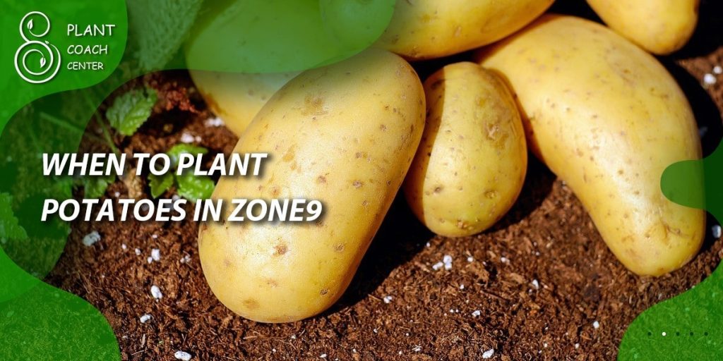 When to Plant Potatoes in Zone 9