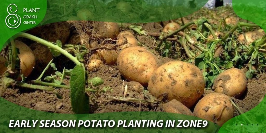 Early Season Potato Planting in Zone 9