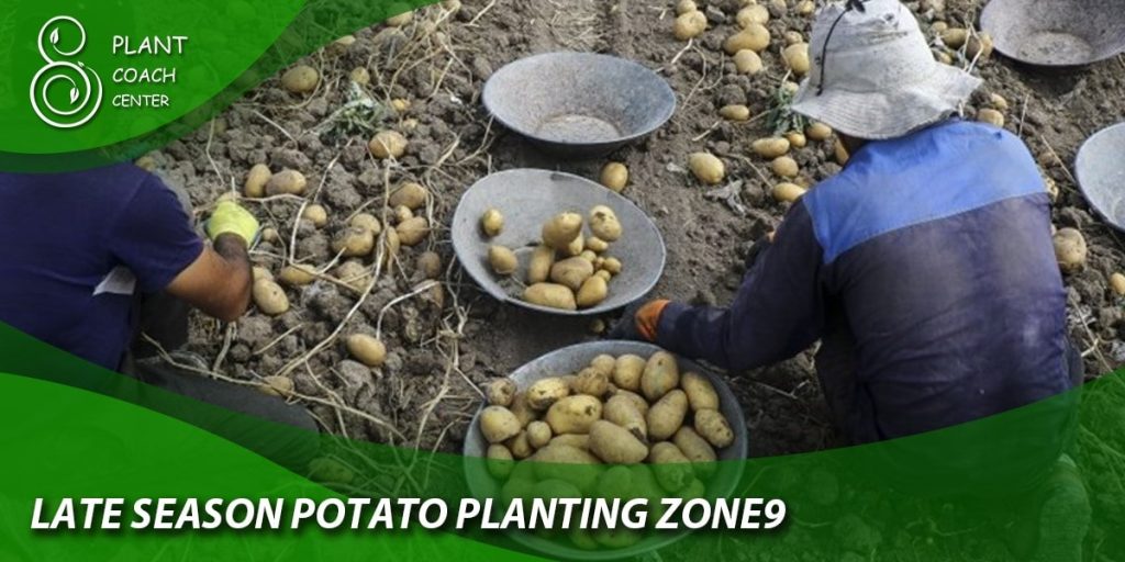 Late Season Potato Planting in Zone 9