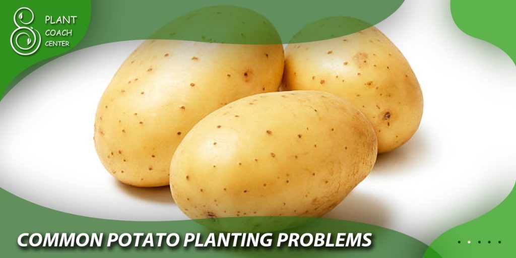 Common Potato Planting Problems and Solutions