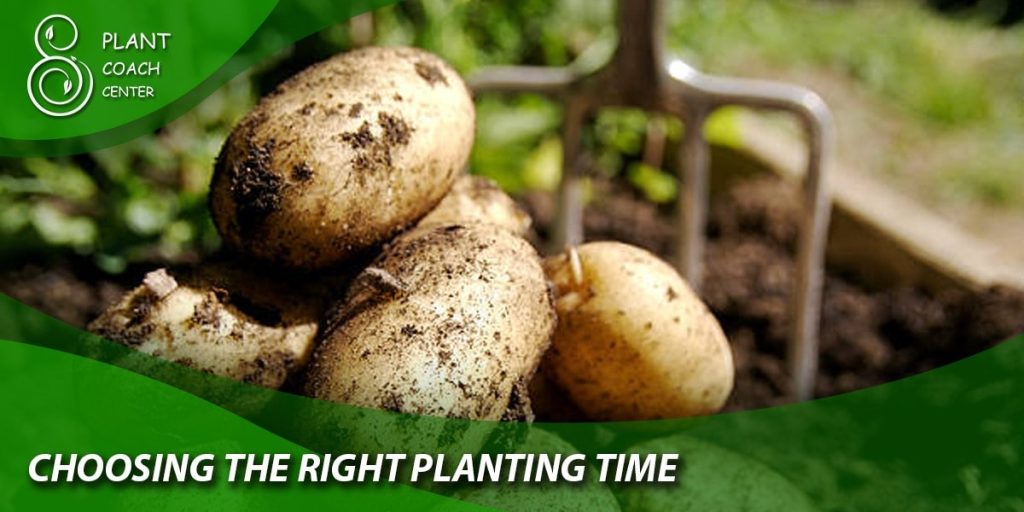 choosing the right planting time