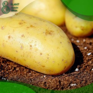 When to Plant Potatoes Zone 6