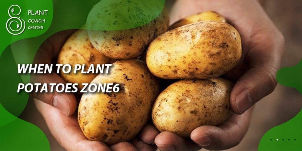 When to Plant Potatoes Zone 6