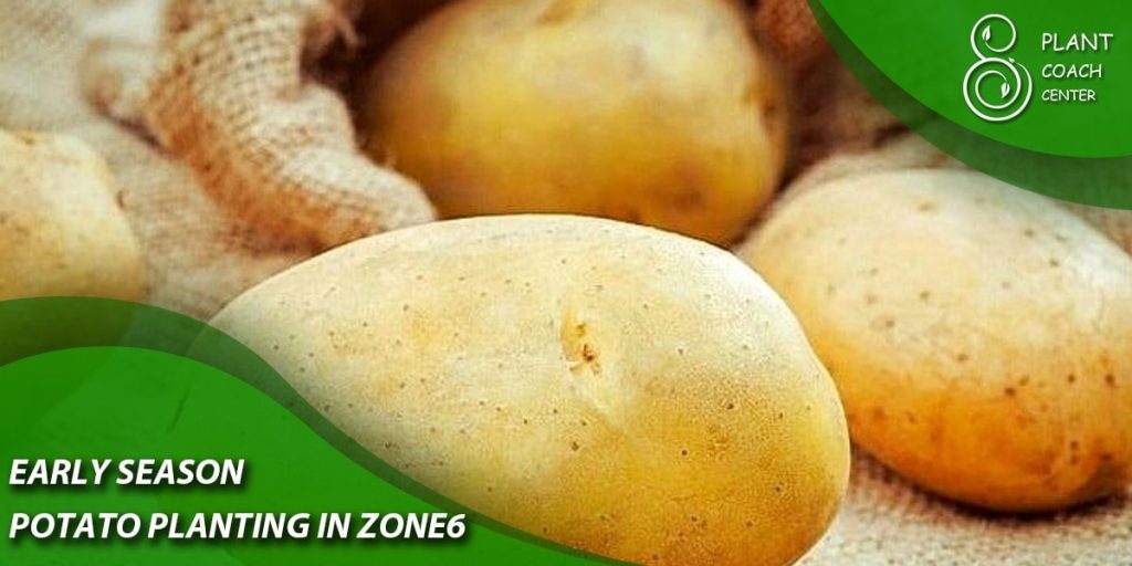 Early Season Potato Planting in Zone 6