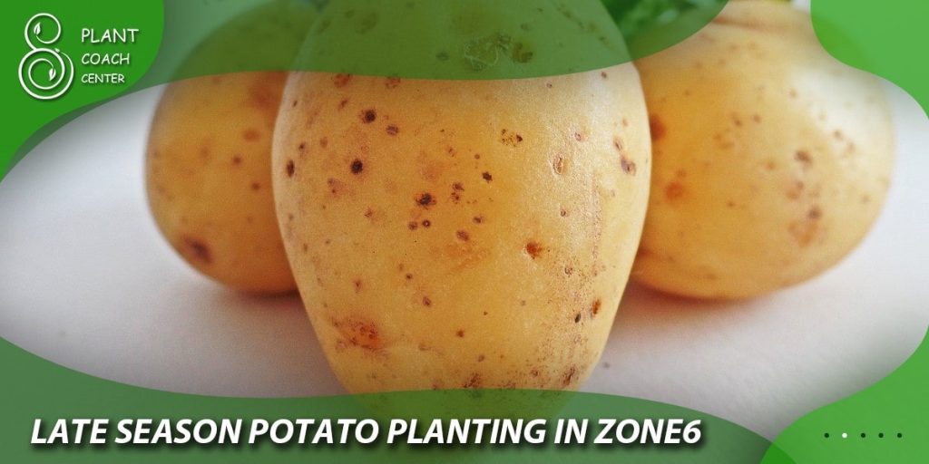 Late Season Potato Planting in Zone 6