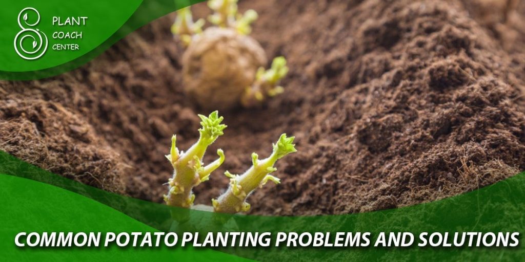  Common Potato Planting Problems and Solutions