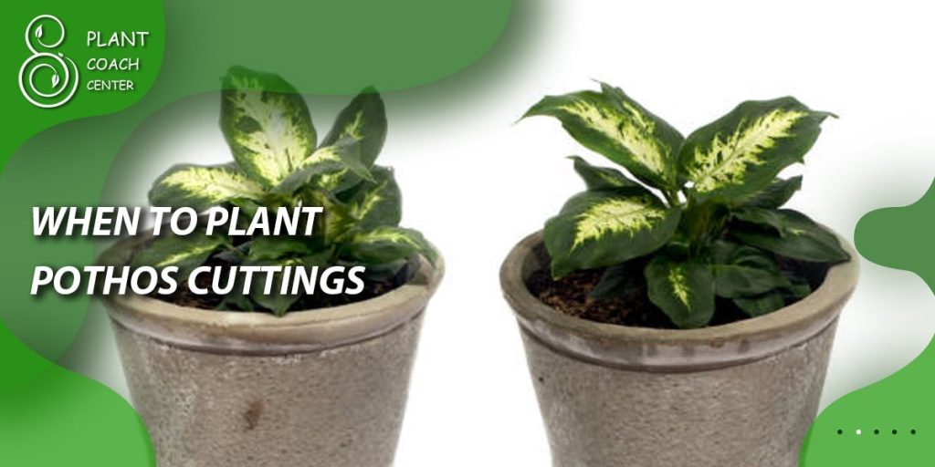 When to Plant Pothos Cuttings