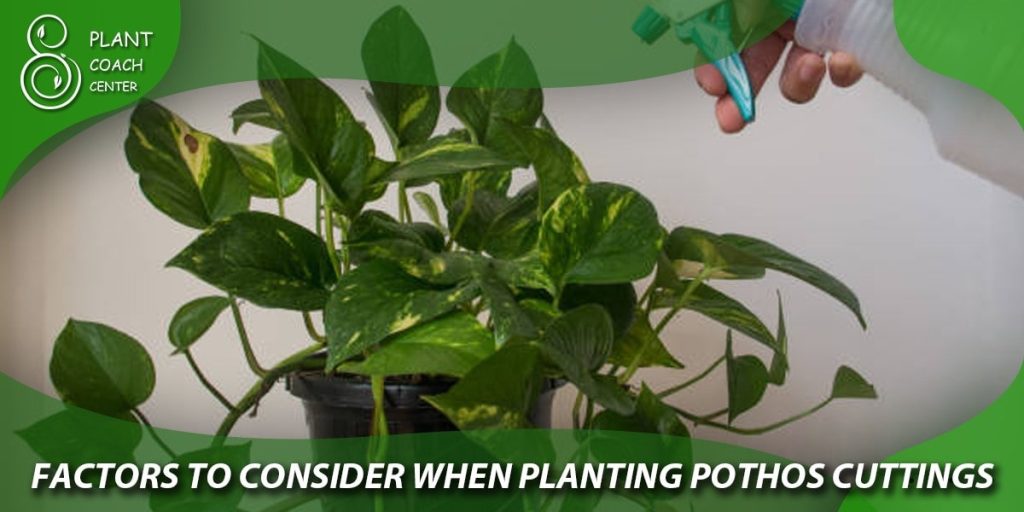Factors to Consider When Planting Pothos Cuttings
