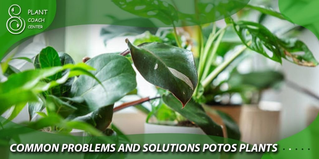 Common Problems and Solutions in Pothos Plants