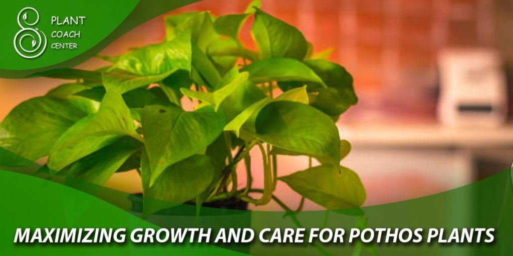 Maximizing Growth and Care for Pothos Plants