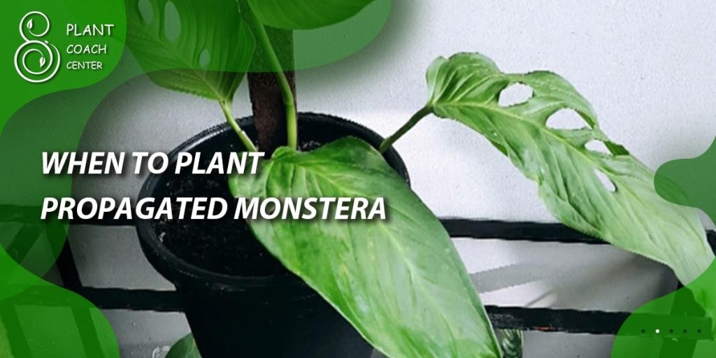 When to Plant Propagated Monstera