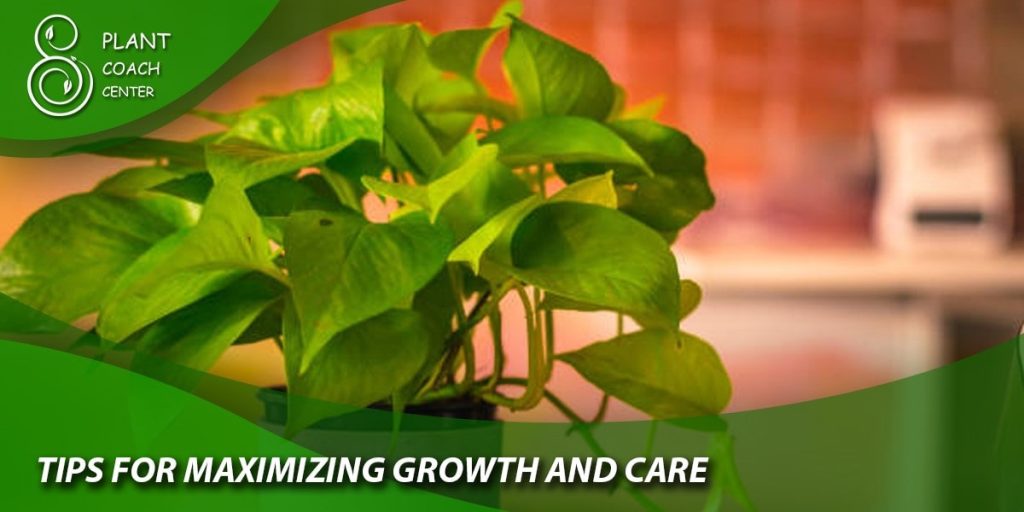 Tips for Maximizing Growth and Care