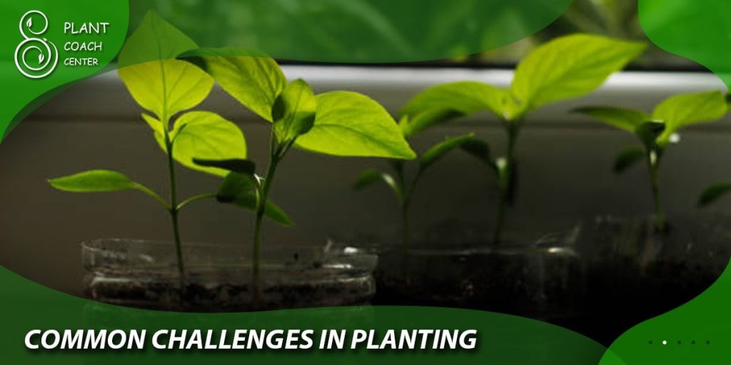 Common Challenges in Planting Propagated Plants