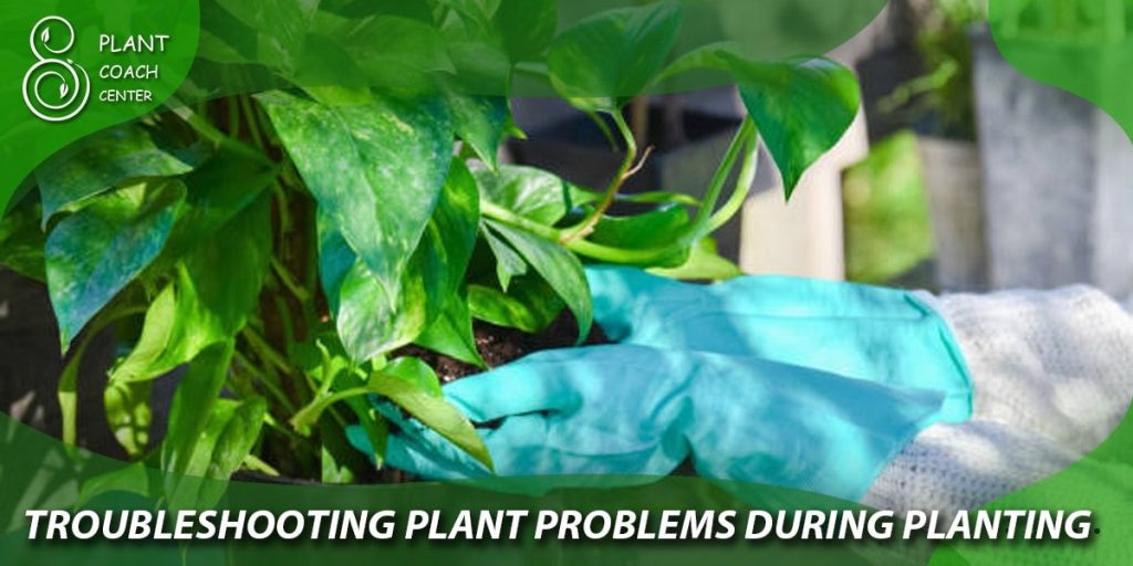 Troubleshooting Plant Problems During Planting