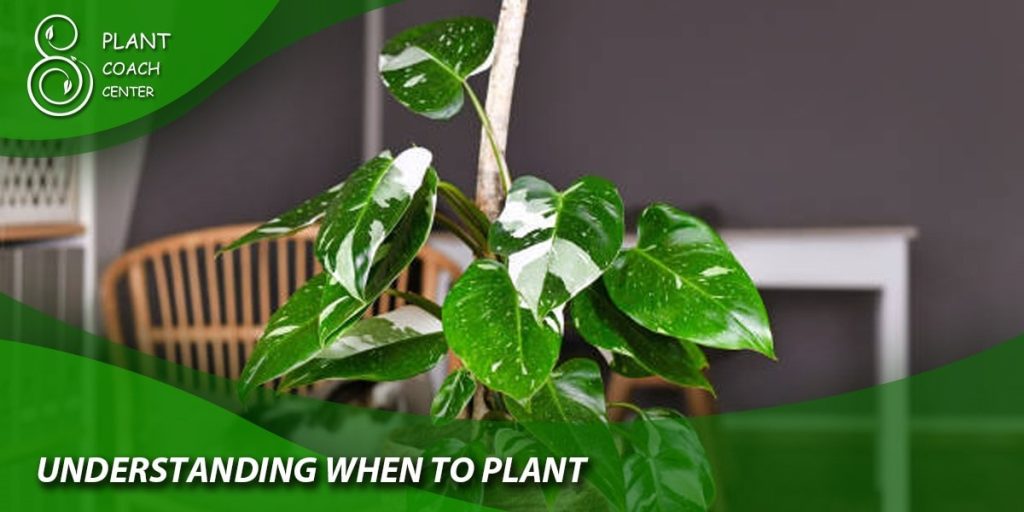 understanding when to plant