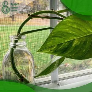 When to Plant Propagated Pothos