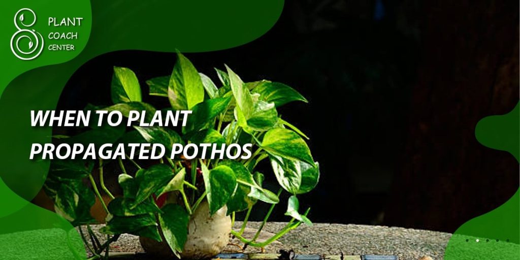 When to Plant Propagated Pothos