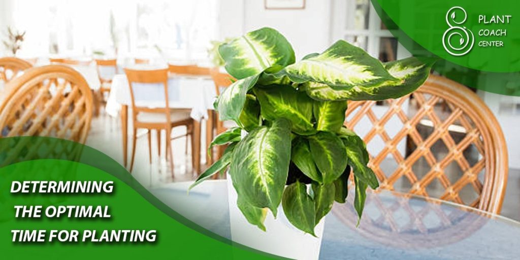 Determining the Optimal Time for Planting Propagated Pothos