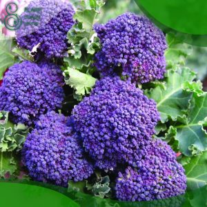 When to Plant Purple Sprouting Broccoli