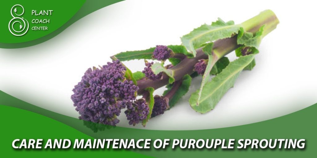 Care and Maintenance of Purple Sprouting Broccoli Plants