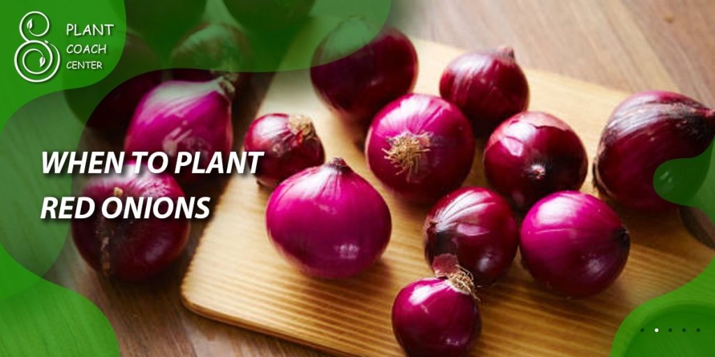 When to Plant Red Onions