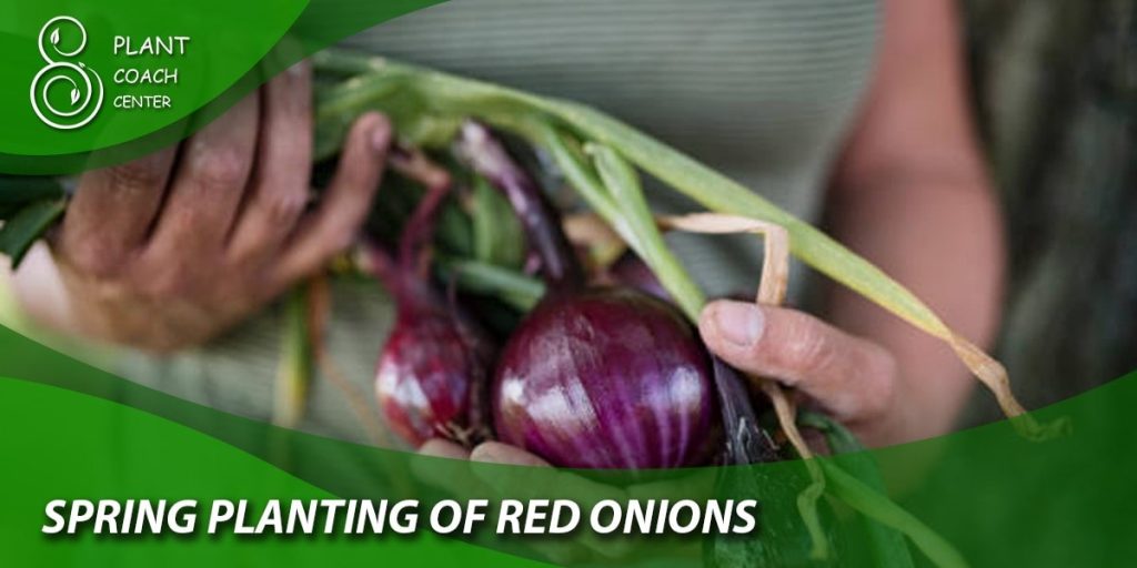 Spring Planting of Red Onions