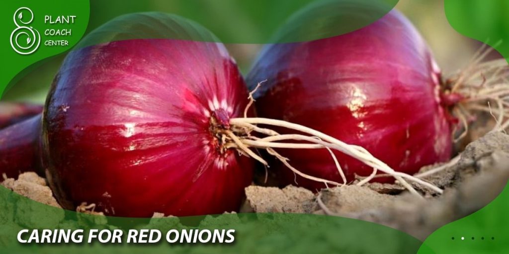 Caring for Red Onions