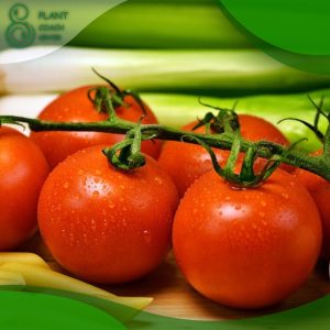 When to Plant Roma Tomatoes
