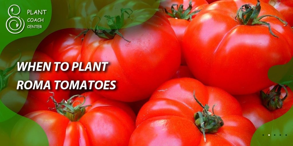 When to Plant Roma Tomatoes