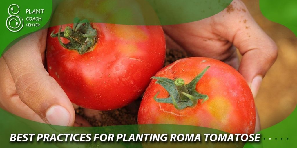 Best Practices for Planting Roma Tomatoes