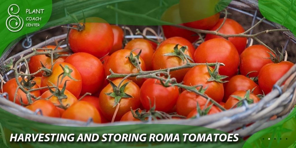 Harvesting and Storing Roma Tomatoes
