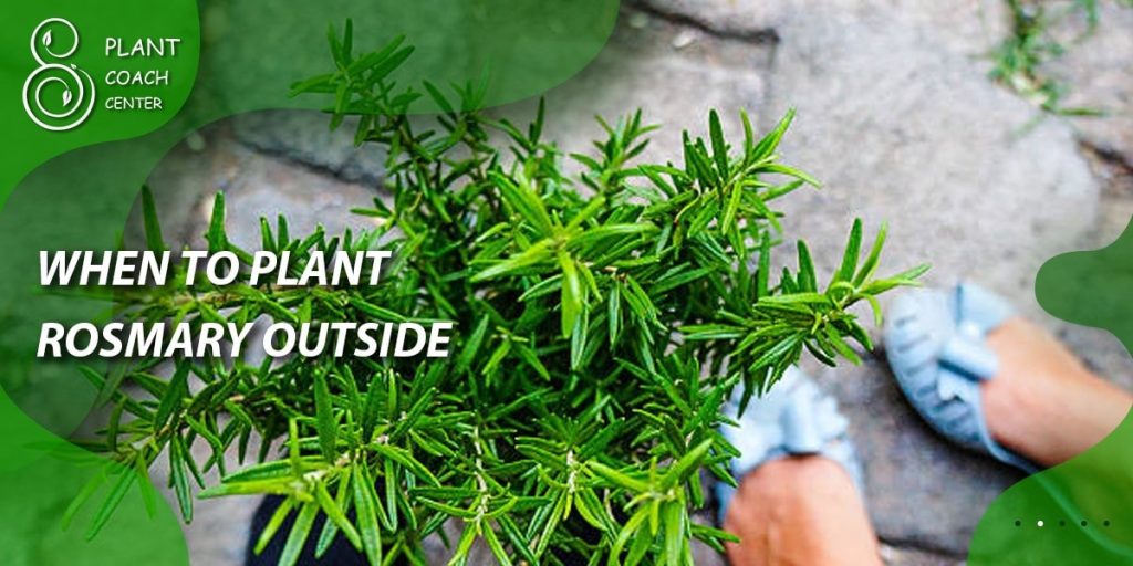 When to Plant Rosemary Outside