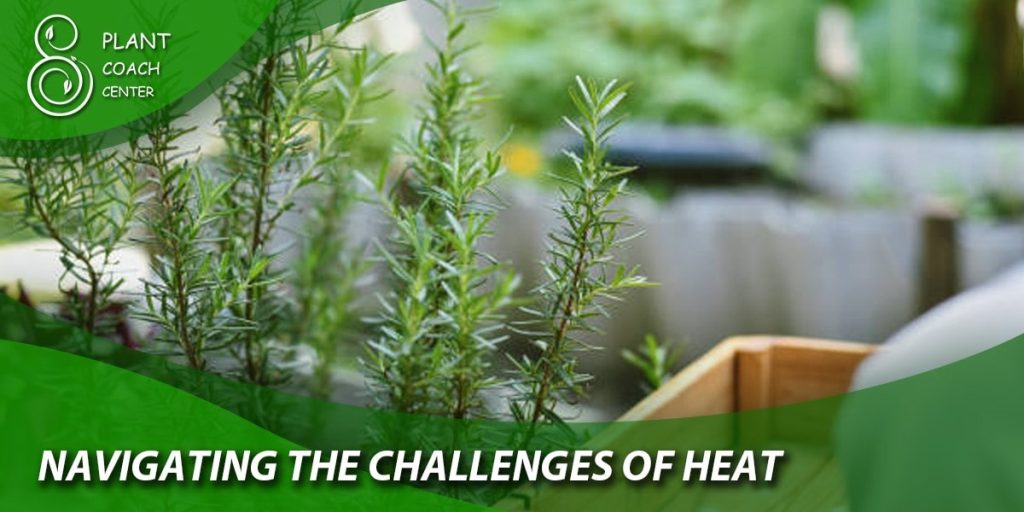 Navigating the Challenges of Heat