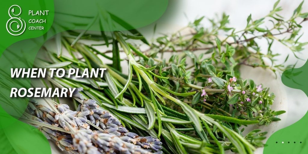When to Plant Rosemary