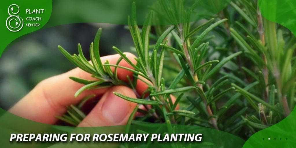Preparing for Rosemary Planting