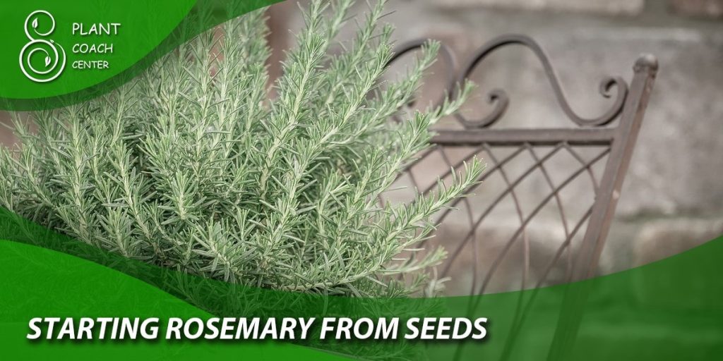 Starting Rosemary from Seeds