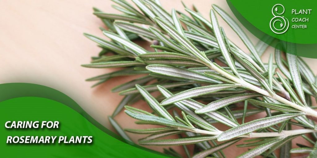  Caring for Rosemary Plants