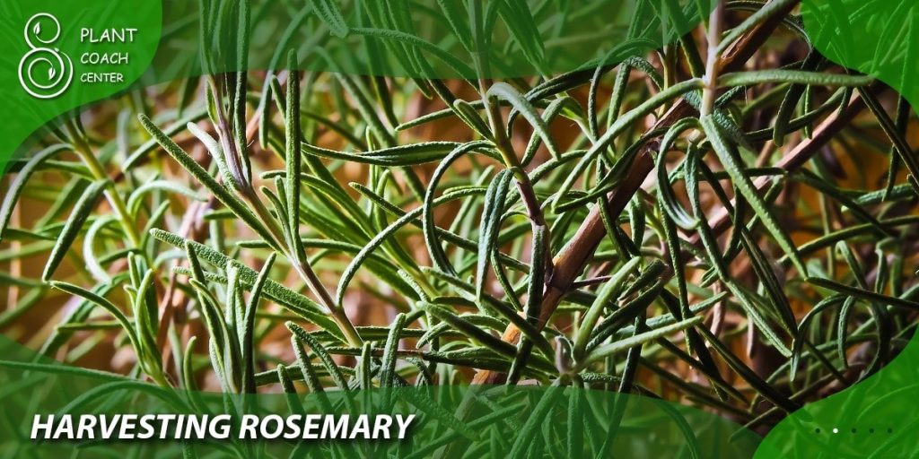 Harvesting Rosemary