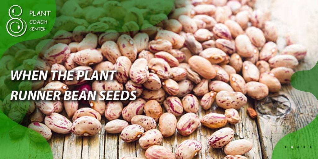 When to Plant Runner Bean Seeds