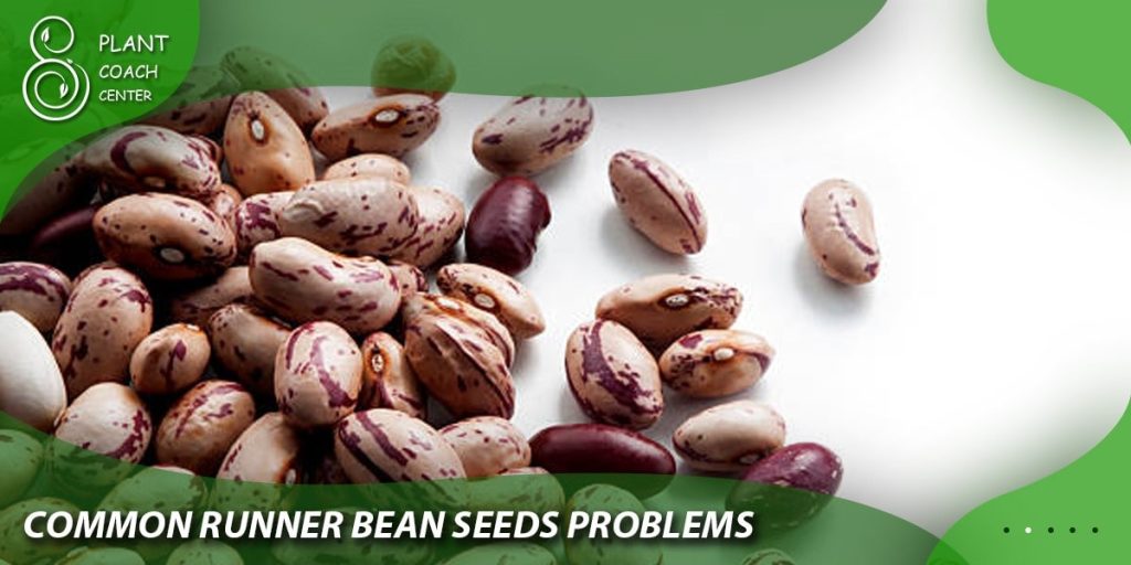 Common Runner Bean Seed Problems and Solutions