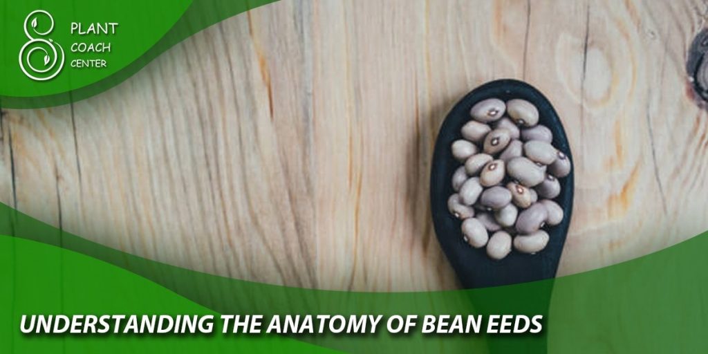 understanding the anatomy of beaneeds