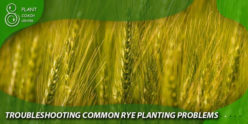 Troubleshooting Common Rye Planting Problems