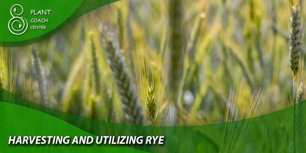  Harvesting and Utilizing Rye