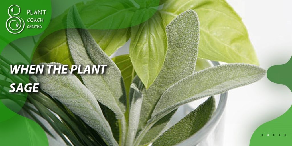 When to Plant Sage