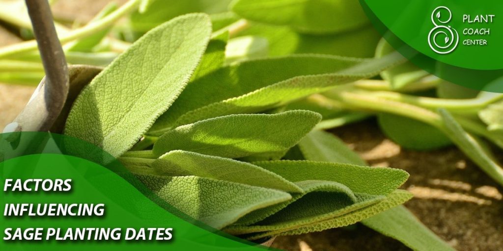 Factors Influencing Sage Planting Dates